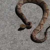 Snake Issues